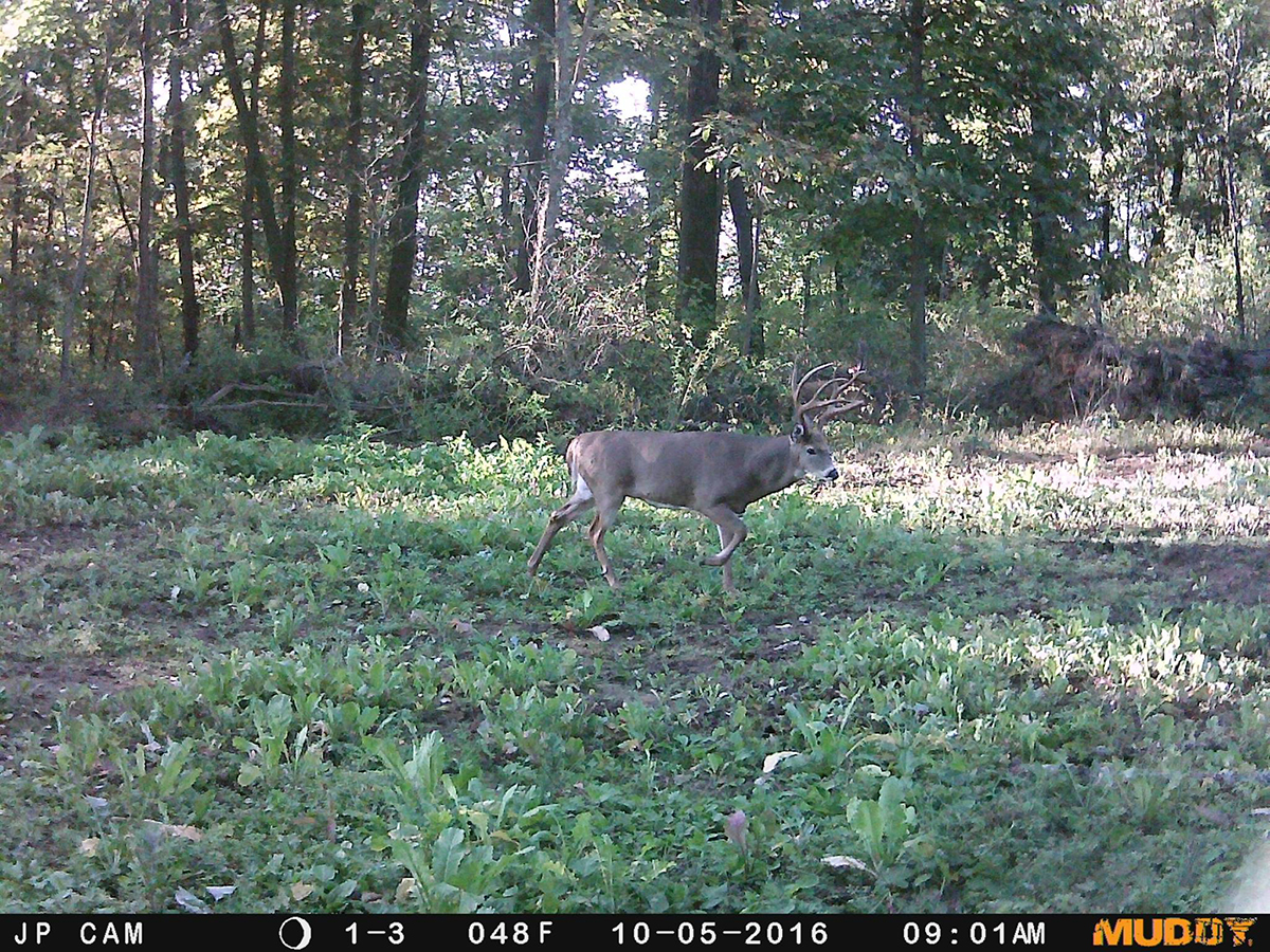 Rut Hunting 101 | Strategies, Tips, Tactics, and Videos | Muddy Outdoors