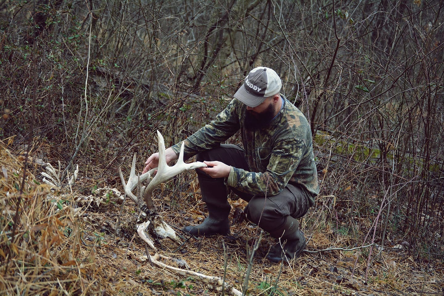 fresh dead deer in woods